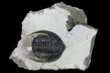 Diademaproetus Trilobite - Ofaten, Morocco #165898-1